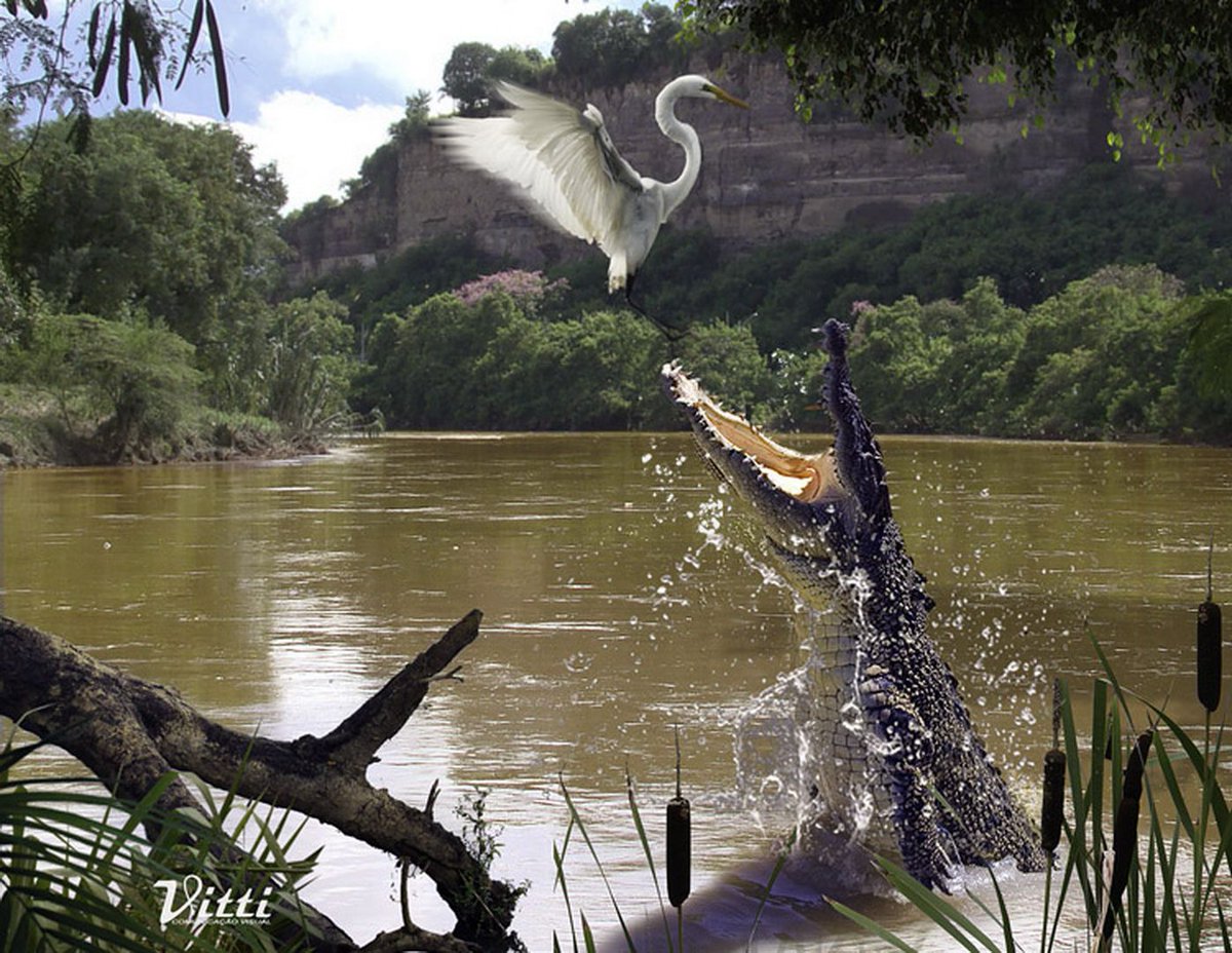 1200x928, 241 Kb / крокодил, цапля, прыжок, вода