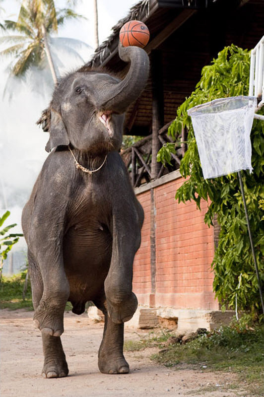 532x800, 111 Kb / слон, баскетбол, пальма