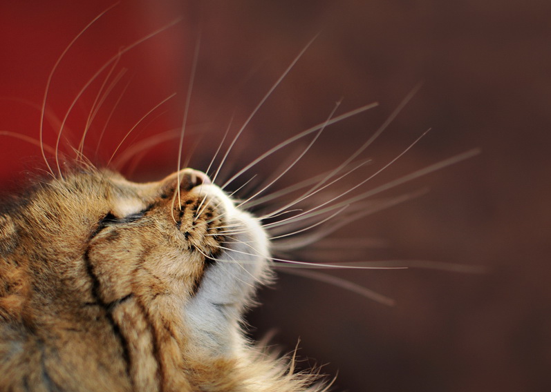 797x568, 120 Kb / кот, профиль