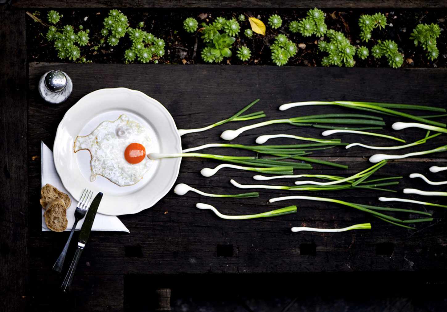 1450x1012, 267 Kb / лук, яичница, оплодотворение, сперматозоиды, натюрморт