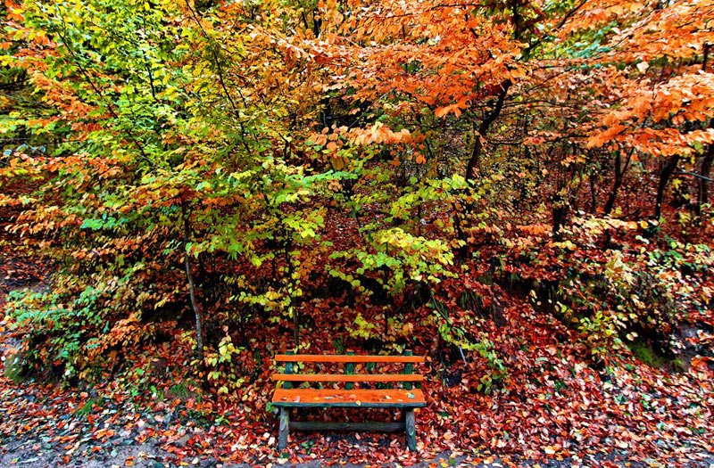 800x525, 215 Kb / скамейка, парк, осень, листопад