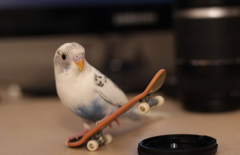 1024x662, 85 Kb / попугай, скейт