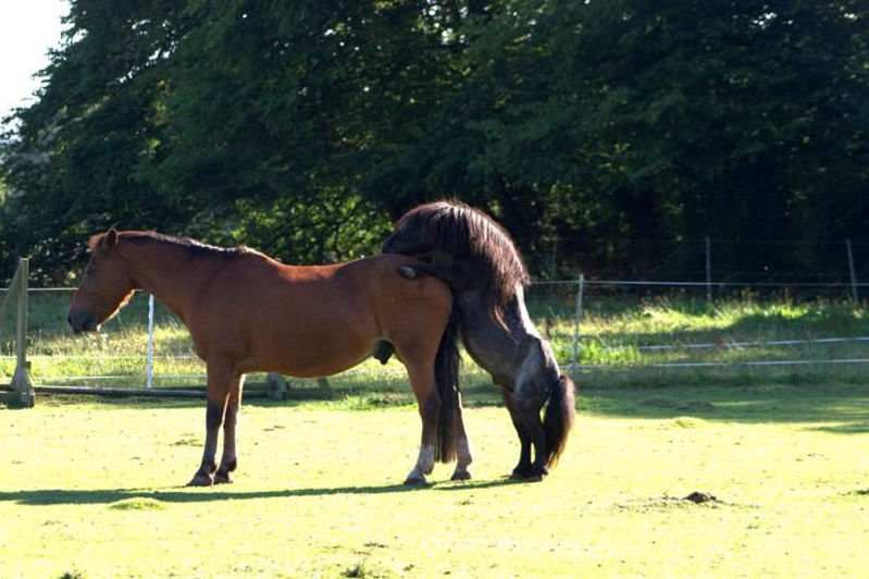 799x532, 85 Kb / лошадь, пони, конь