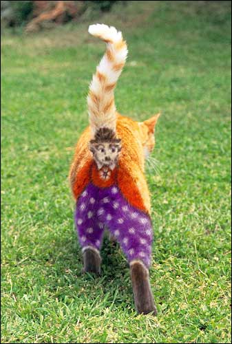 337x500, 42 Kb / кот, клоун