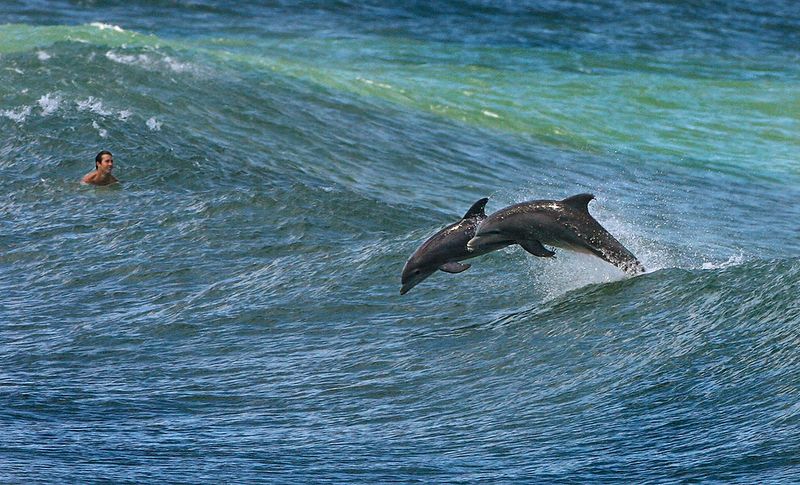 800x485, 106 Kb / дельфины