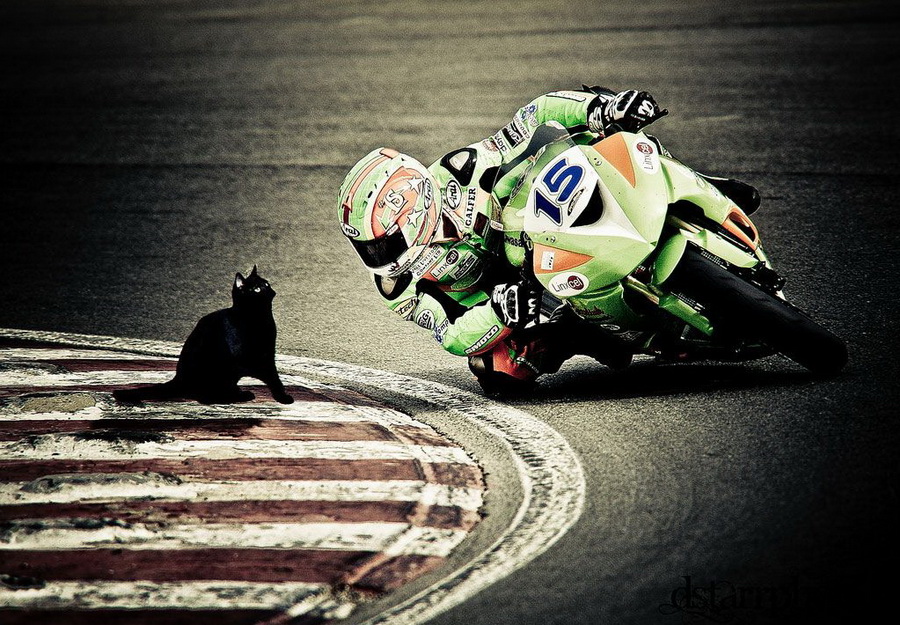 900x625, 272 Kb / мотоцикл, кот