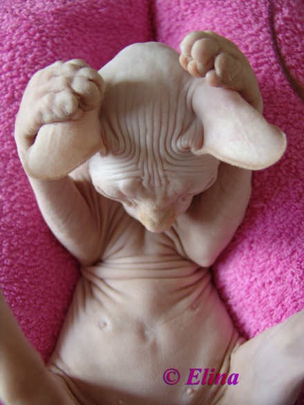 440x586, 81 Kb / лысый кот