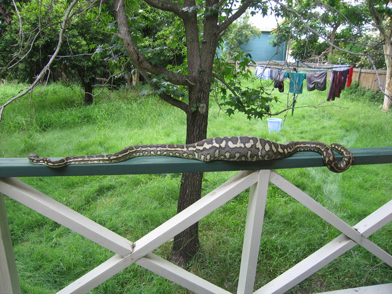 800x600, 192 Kb / кот, питон, загадка