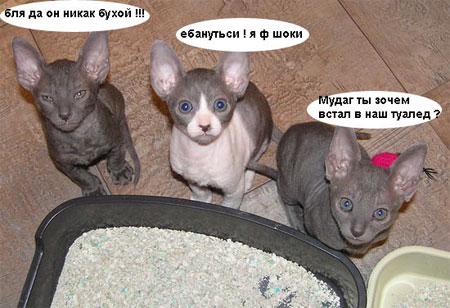 450x308, 53 Kb / котята, туалет, шок