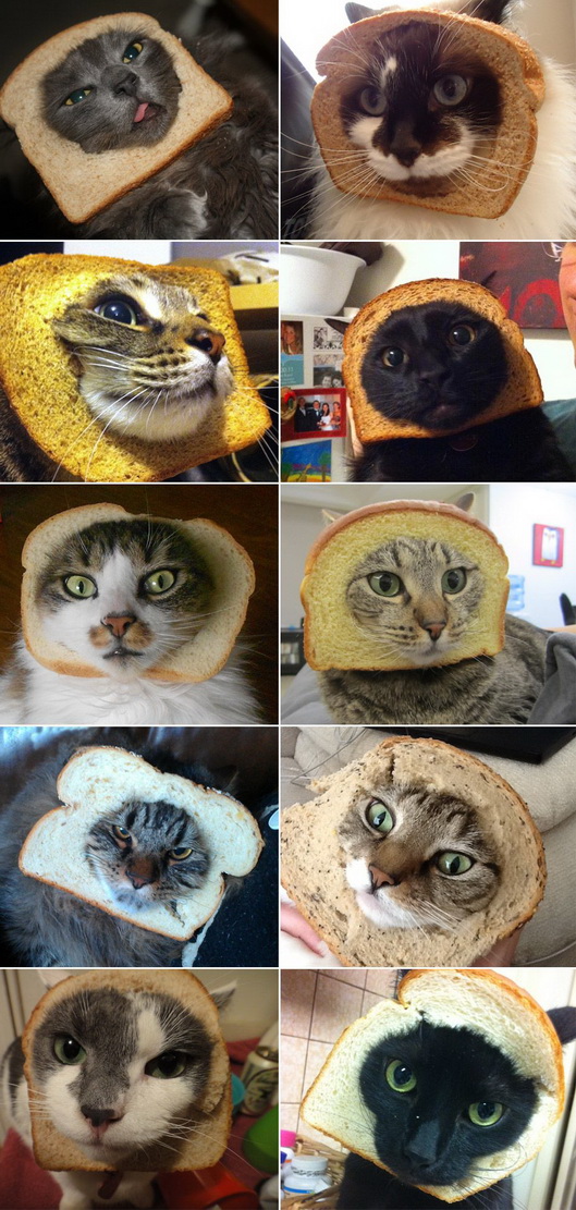 529x1111, 265 Kb / кот, хлеб