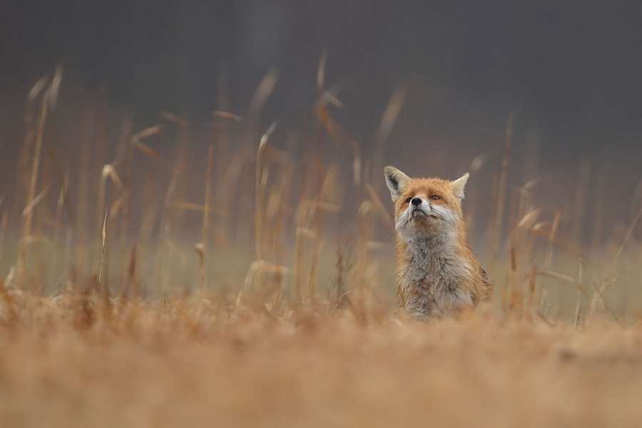 900x600, 171 Kb / лиса