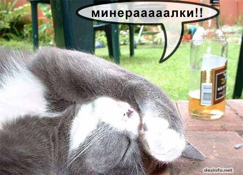 500x361, 31 Kb / Кот, минералка