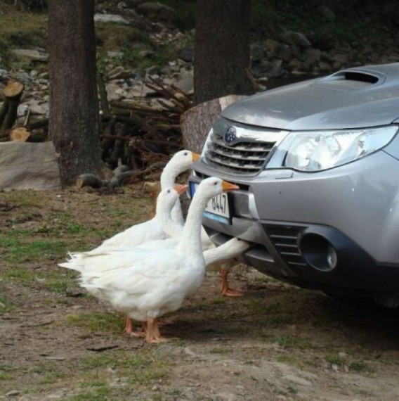 568x570, 77 Kb / гуси, субару