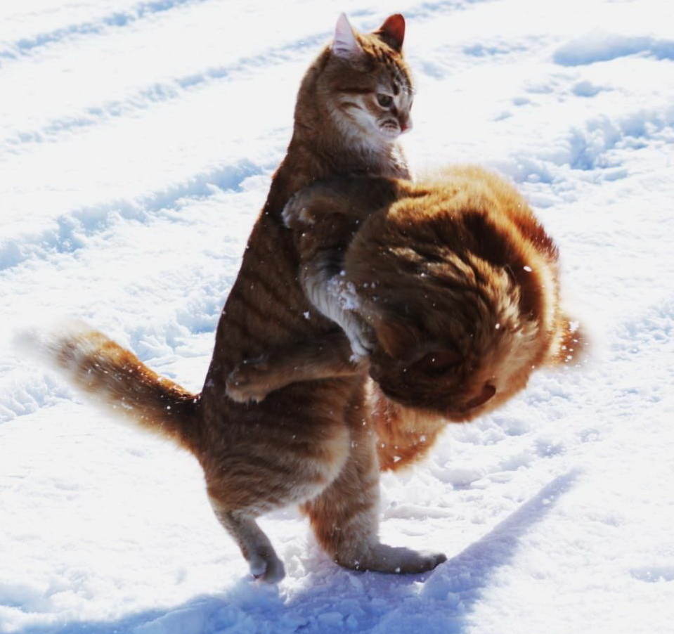959x902, 191 Kb / коты, снег, драка, рыжие