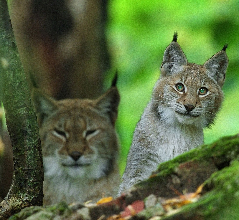 811x747, 251 Kb / рысь, котенок