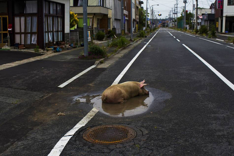 800x533, 157 Kb / пословица, свинья, дорога, лужа