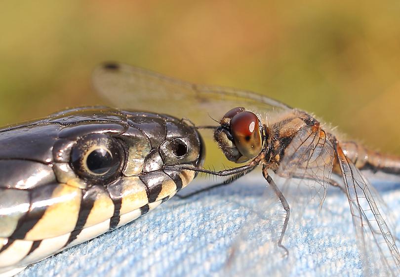 810x561, 79 Kb / змея, стрекоза