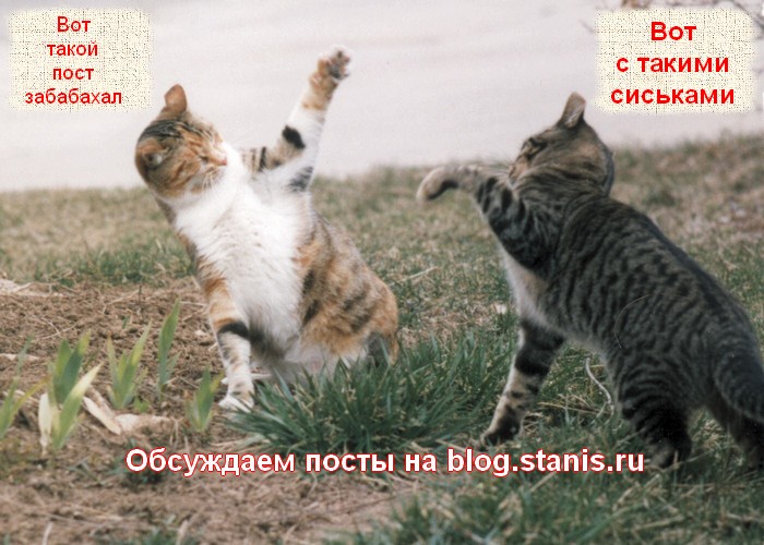 700x500, 104 Kb / коты