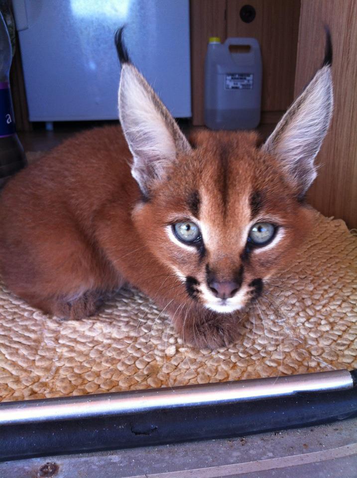 717x960, 100 Kb / кошачье, уши, каракал