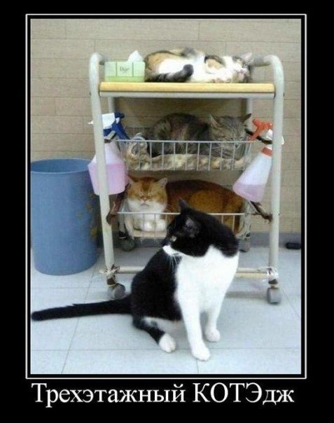 477x604, 53 Kb / демотиватор, кот, трехэтажный