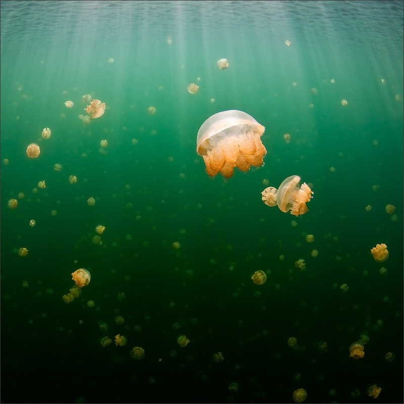 800x800, 136 Kb / медуза, море