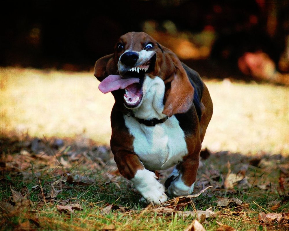 1000x799, 147 Kb / такса, язык, зубы, глаза