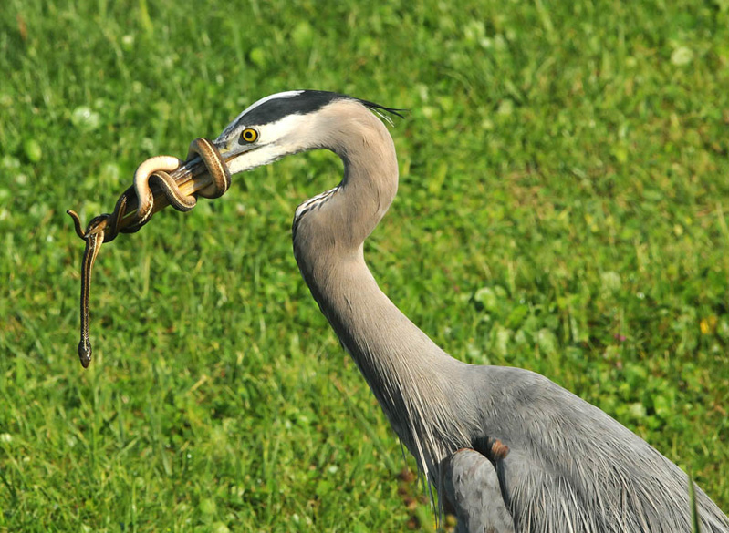 799x585, 208 Kb / цапля, змея