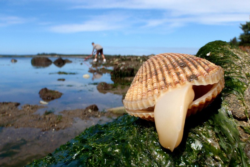 800x533, 105 Kb / язык, море, устрица