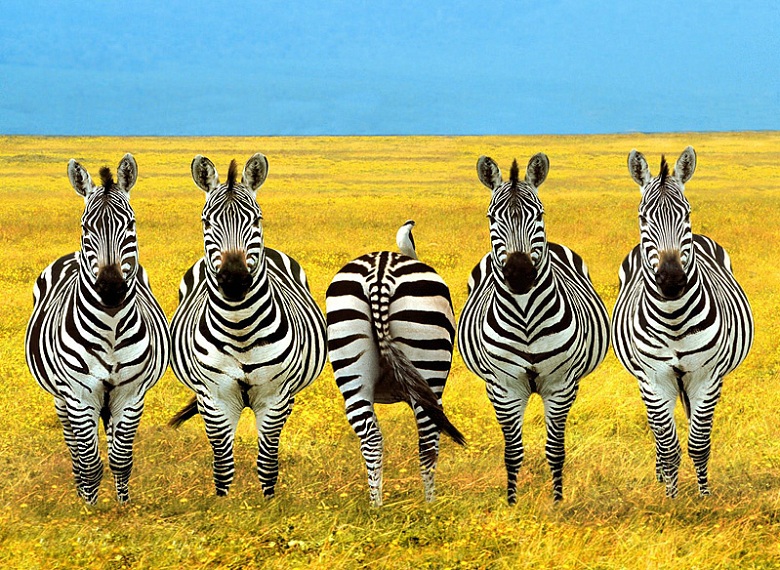 780x570, 263 Kb / зебра, зад