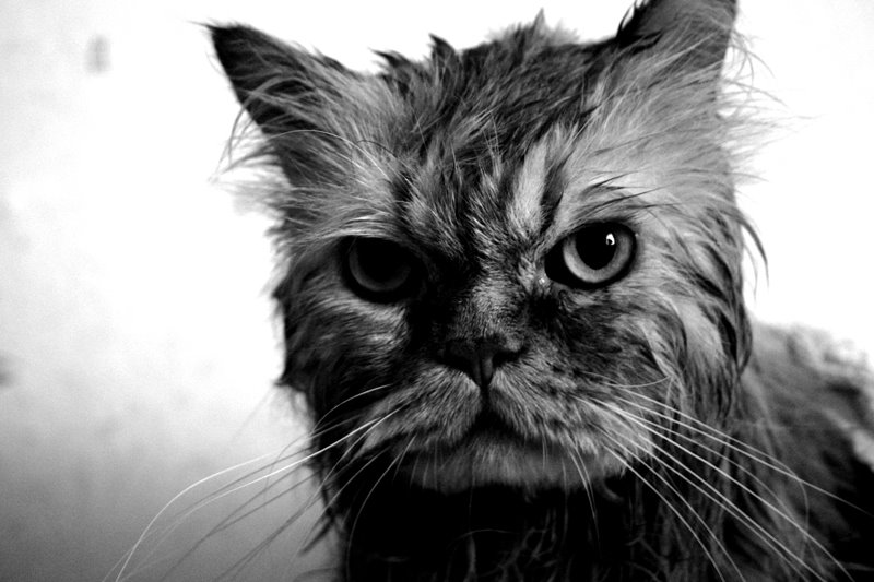 800x533, 71 Kb / злой, мокрый, кот