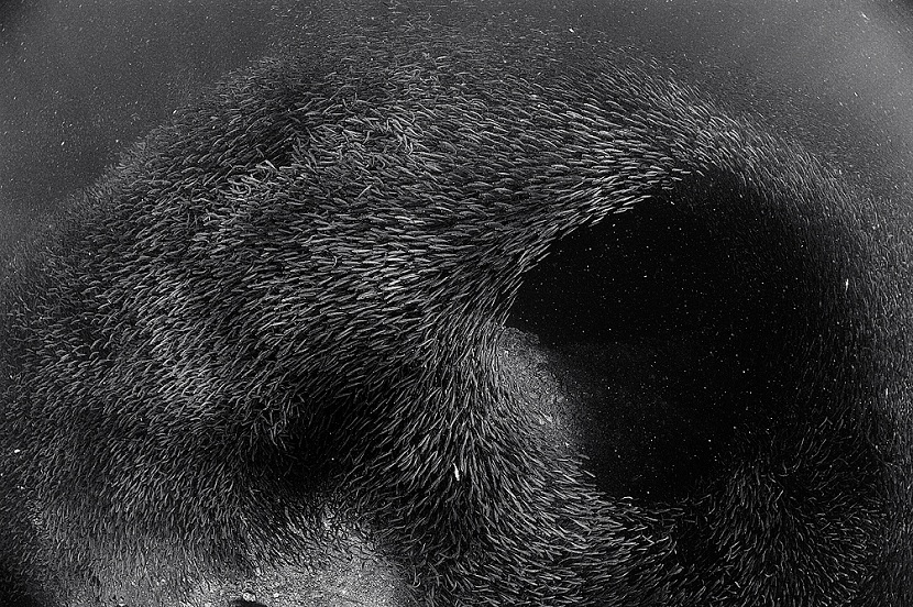 830x552, 293 Kb / сардины, рыба, море, дыра