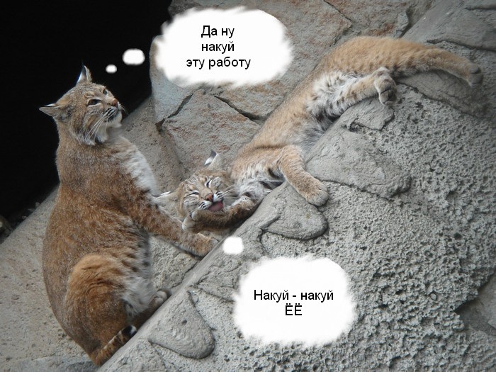 700x525, 141 Kb / рыси