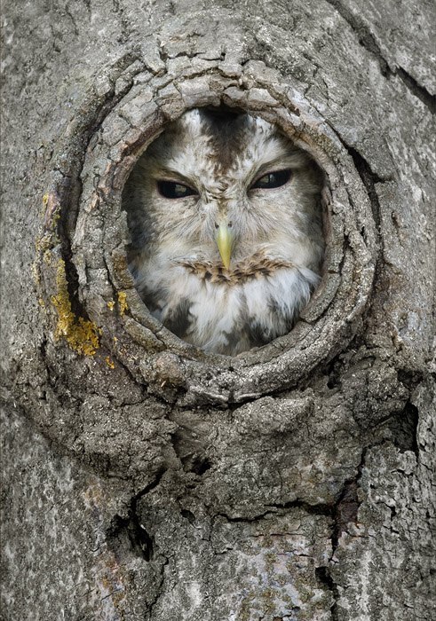 491x700, 151 Kb / сова, дупло