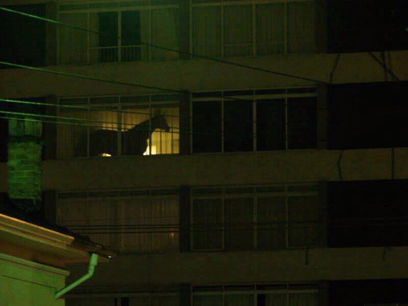 800x600, 29 Kb / лошадь, окно