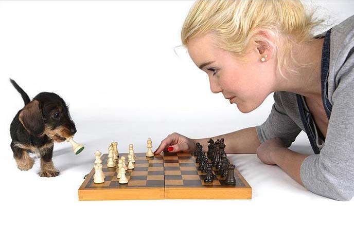 688x446, 33 Kb / девушка, щенок, шахматы