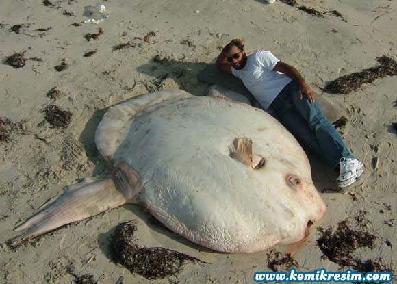 580x415, 39 Kb / рыба-луна, пляж, песок