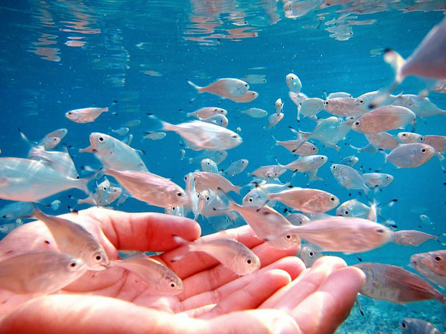 640x480, 201 Kb / ладонь, рыба, море