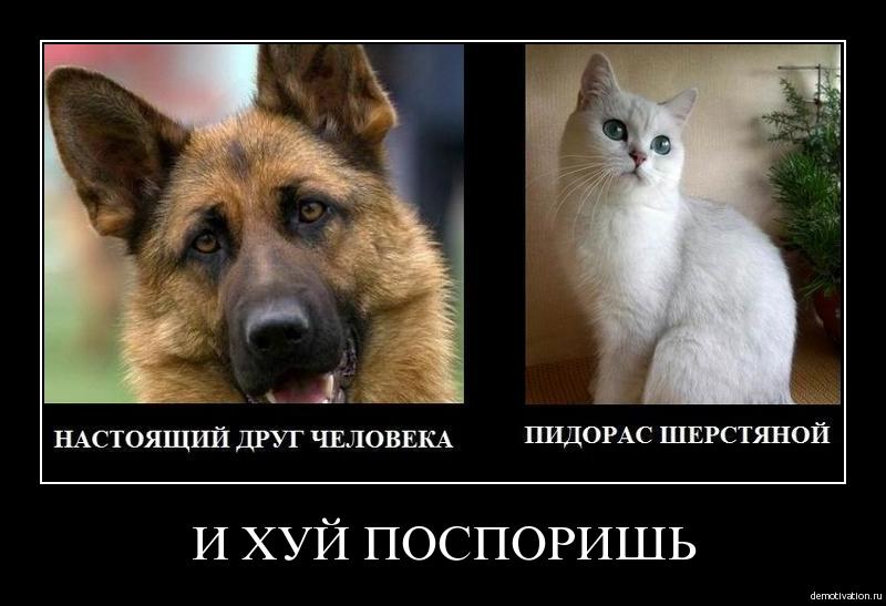 800x547, 53 Kb / демотиватор, овчарка, кот, пидорас