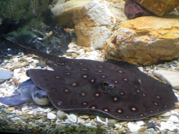 600x450, 40 Kb / черепаха, скат, аквариум, камни