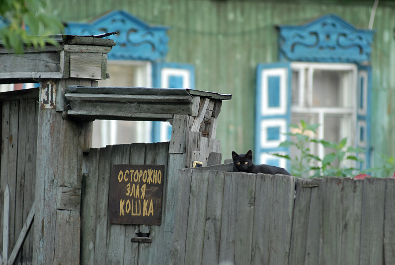 795x534, 146 Kb / кошка, злая, табличка, забор, ставни