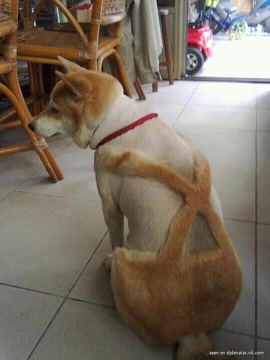 540x720, 53 Kb / собака, стрижка, штанишки, скоро лето