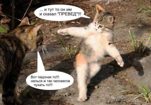 500x349, 58 Kb / коты, превед