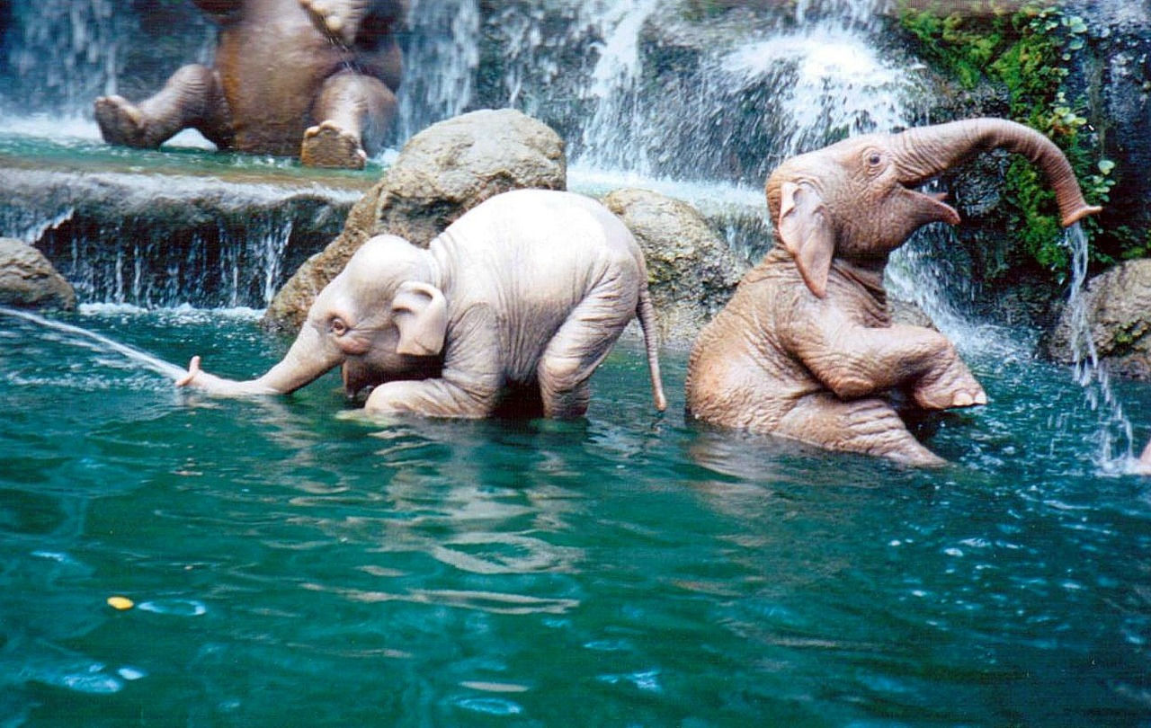 1280x810, 241 Kb / слонята, вода, купание