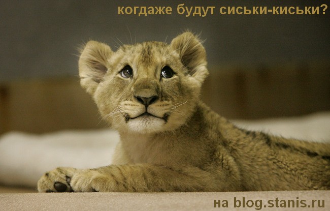 650x415, 79 Kb / львенок