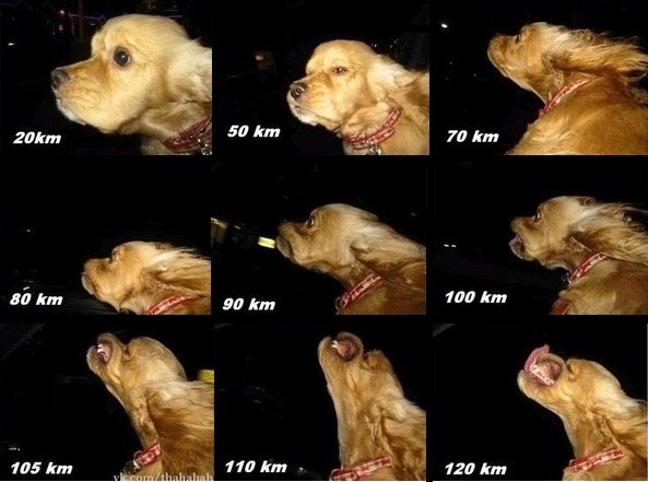 593x441, 50 Kb / кокер, скорость, движение