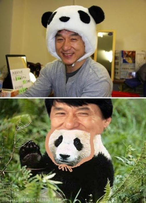 504x700, 55 Kb / панда, джеки чан