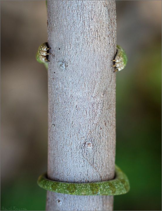 553x721, 69 Kb / ящерица, ствол, хвост, когти