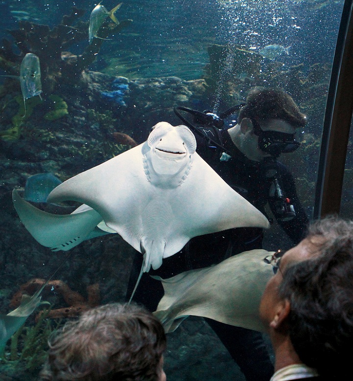 720x779, 228 Kb / скат, водолаз, улыбка