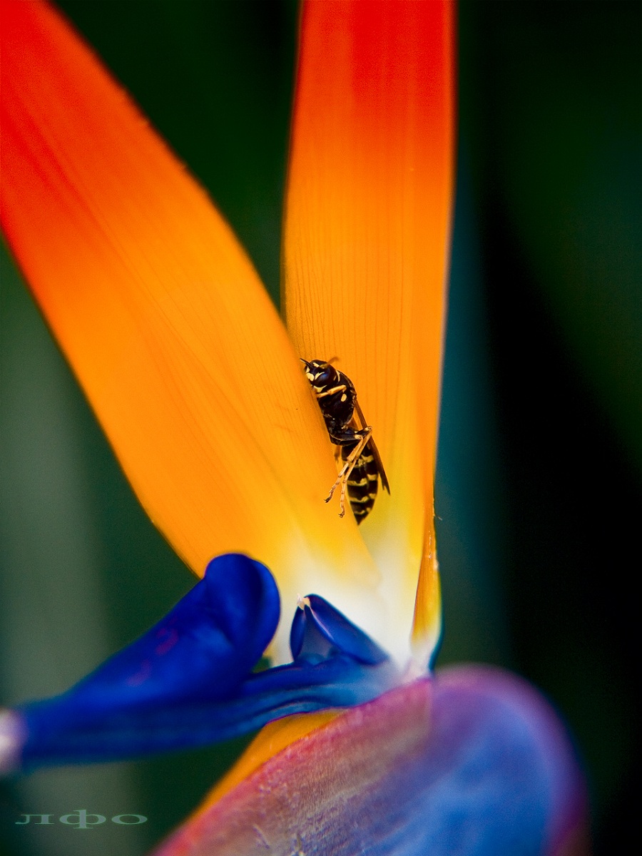 900x1200, 263 Kb / оса, цветок