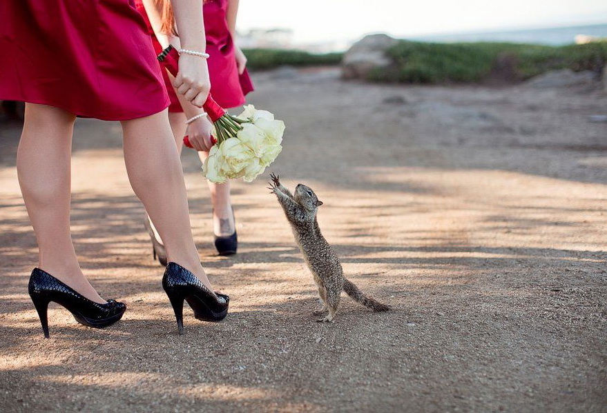 879x599, 207 Kb / белка, букет, платье